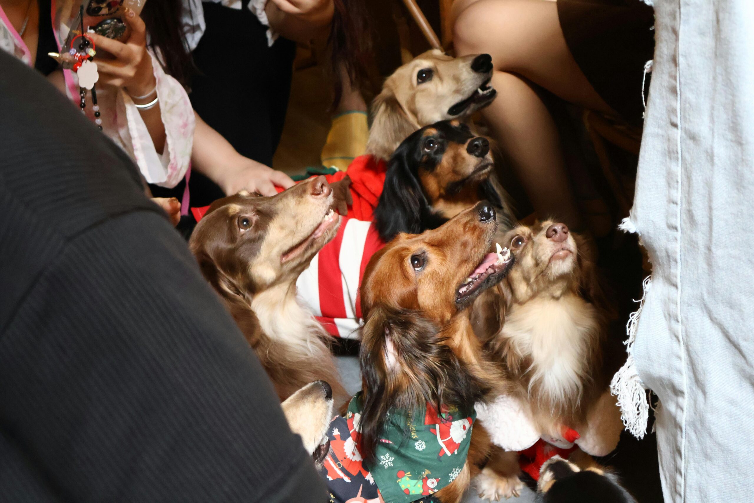 Paw-Some Ideas for Group Costumes for Pets and Owners