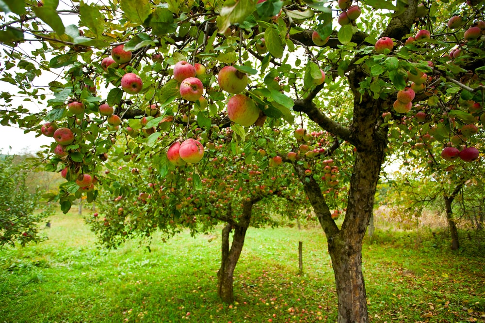 Why Apple Trees Are the Backbone of a Sustainable Home Garden