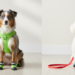 Everything You Need to Know About Dog Shoes: Comfort, Protection & Style