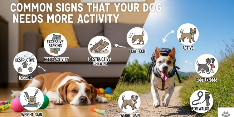 COMMON SIGNS THAT YOUR DOG NEEDS MORE ACTIVITY